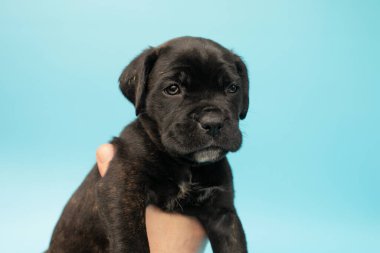 Mavi arka planda siyah köpek yavrusu. Küçük Cane Corso. Köpek şovu. Soylu köpek..