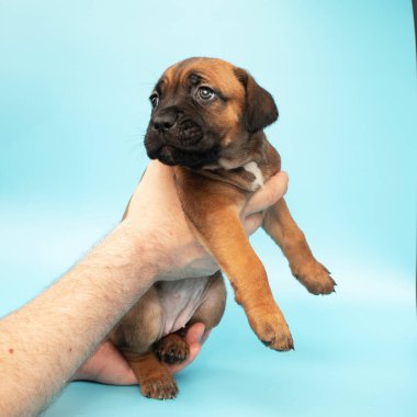 Mavi arka planda kahverengi köpek yavrusu. Küçük Cane Corso. Köpek şovu. Soylu köpek. Kahverengi Çubuk Corso.