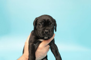 Mavi arka planda siyah köpek yavrusu. Küçük Cane Corso. Köpek şovu. Soylu köpek..