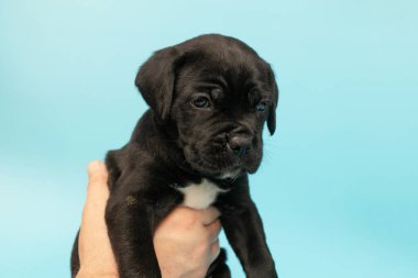 Mavi arka planda siyah köpek yavrusu. Küçük Cane Corso. Köpek şovu. Soylu köpek..