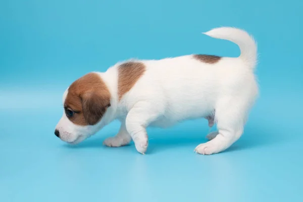 Cachorrinho Bonito Close Jack Russell Cão Terrier Copyspace Para Anúncio — Fotografia de Stock