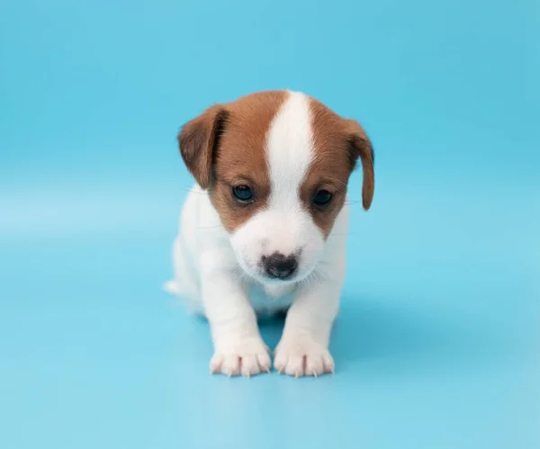 Close Cute Little Puppy Jack Russell Terrier Dog Copyspace Design — Stock Photo, Image