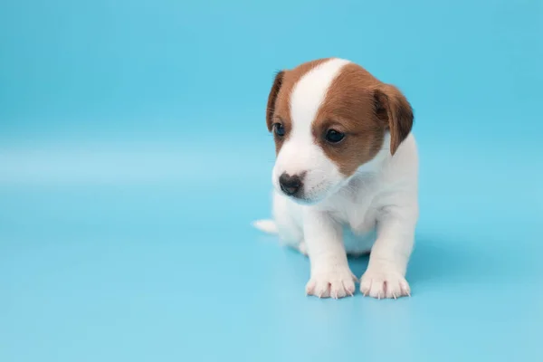 ジャック ラッセル テリア犬のかわいい子犬をクローズアップ デザインのためのコピースペース 白い可愛いです子犬上の青の背景 — ストック写真