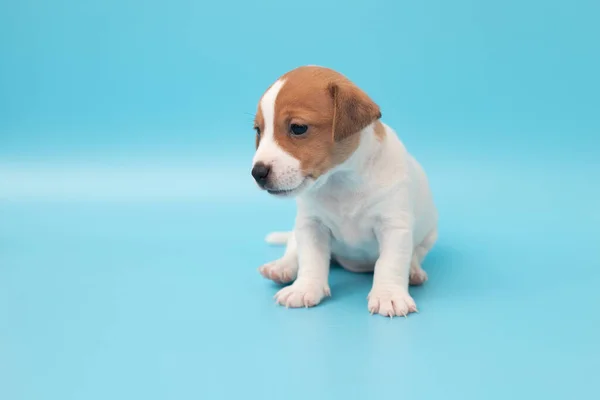 Primo Piano Cucciolo Carino Jack Russell Terrier Dog Copyspace Pubblicità — Foto Stock