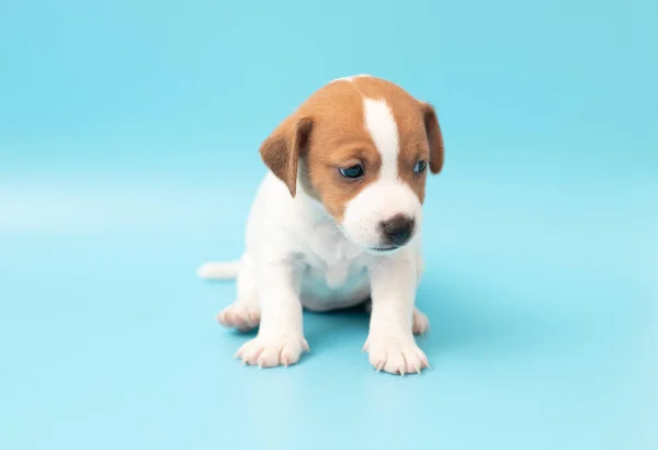 ジャック ラッセル テリア犬のかわいい子犬をクローズアップ デザインのためのコピースペース 白い可愛いです子犬上の青の背景 — ストック写真