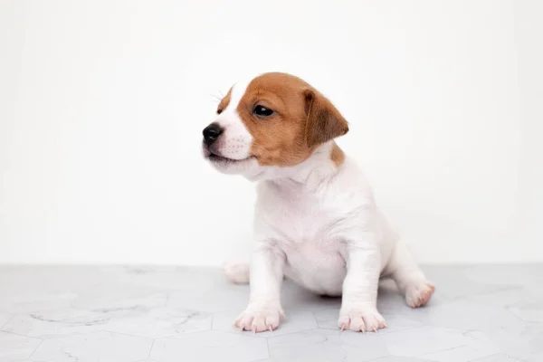 Detailní Záběr Roztomilé Štěňátko Jack Russell Teriér Pes Jack Russell — Stock fotografie