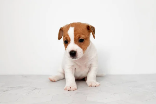 Jack Russell Teriyer Köpeğinin Küçük Şirin Yavrusu Beyaz Arka Planda — Stok fotoğraf