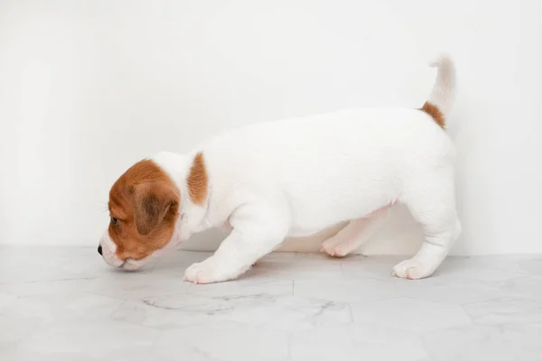 ジャック ラッセル テリア犬のかわいい子犬をクローズアップ 白い背景にジャック ラッセル テリア デザインのためのコピースペース — ストック写真