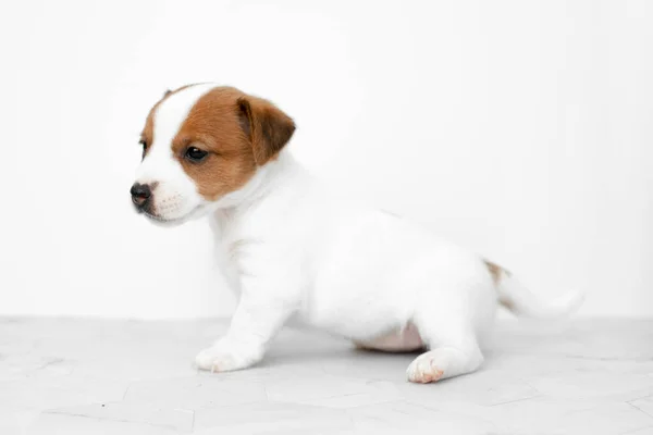 Detailní Záběr Roztomilé Štěňátko Jack Russell Teriér Pes Jack Russell — Stock fotografie