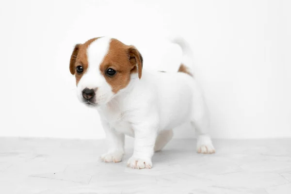 Jack Russell Teriyer Köpeğinin Küçük Şirin Yavrusu Beyaz Arka Planda — Stok fotoğraf