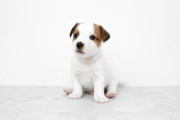 Primo Piano Cucciolo Carino Jack Russell Terrier Dog Jack Russell — Foto Stock