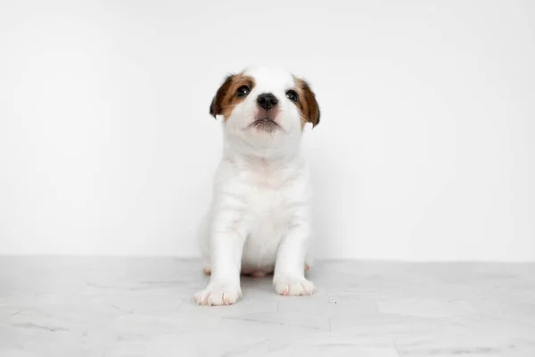 Κοντινό Χαριτωμένο Κουταβάκι Του Τζακ Ράσελ Τεριέ Jack Russell Terrier — Φωτογραφία Αρχείου