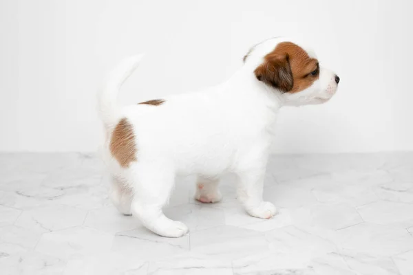 Primer Plano Lindo Perrito Jack Russell Terrier Perro Jack Russell — Foto de Stock