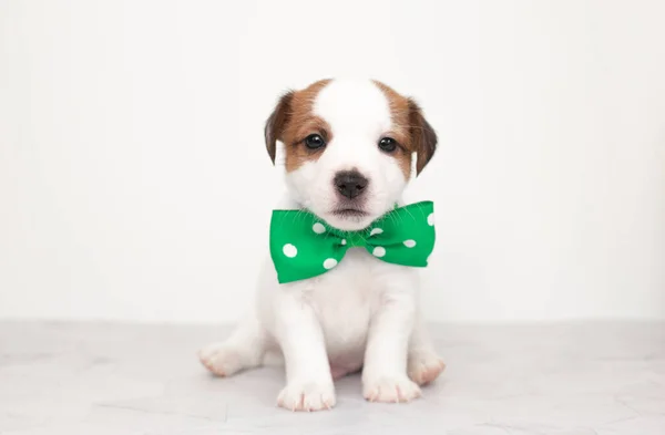 Primer Plano Lindo Perrito Jack Russell Terrier Perro Cachorro Blanco — Foto de Stock