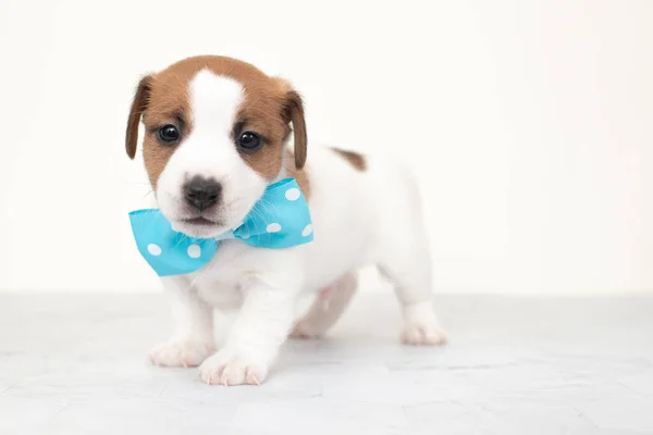 白い背景に青い弓のネクタイを持つ白い子犬 ジャック ラッセル テリア犬のクローズアップかわいい子犬 ジャック ラッセルテリア子犬上の白い背景 — ストック写真