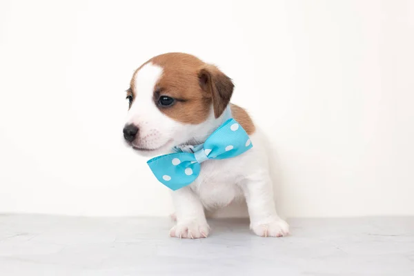 Cachorro Blanco Con Una Pajarita Azul Sobre Fondo Blanco Primer — Foto de Stock