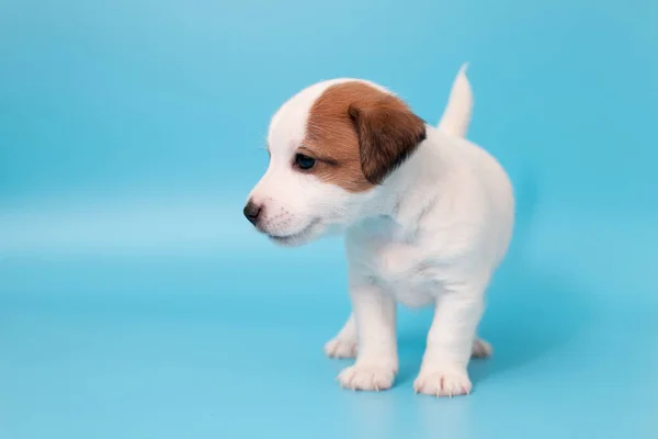 Detailní Záběr Roztomilé Štěňátko Jack Russell Teriér Pes Prostor Pro — Stock fotografie