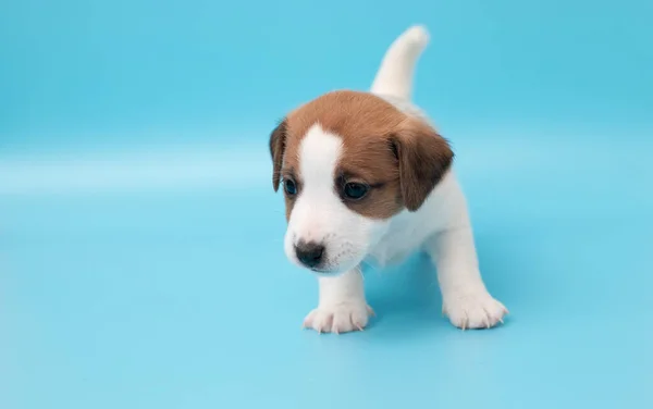 ジャック ラッセル テリア犬のかわいい子犬をクローズアップ デザインのためのコピースペース 白い可愛いです子犬上の青の背景 — ストック写真