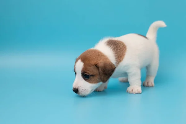 Detailní Záběr Roztomilé Štěňátko Jack Russell Teriér Pes Prostor Pro — Stock fotografie