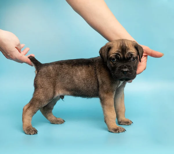 Cachorro Marrón Sobre Fondo Azul Pequeño Cane Corso Exposición Perros — Foto de Stock