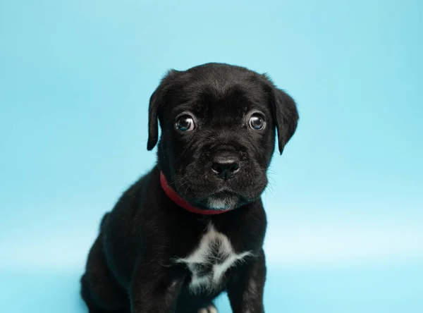 Μαύρο Κουτάβι Μπλε Φόντο Μικρός Κέην Κόρσο Σόου Σκύλων Σκυλί — Φωτογραφία Αρχείου
