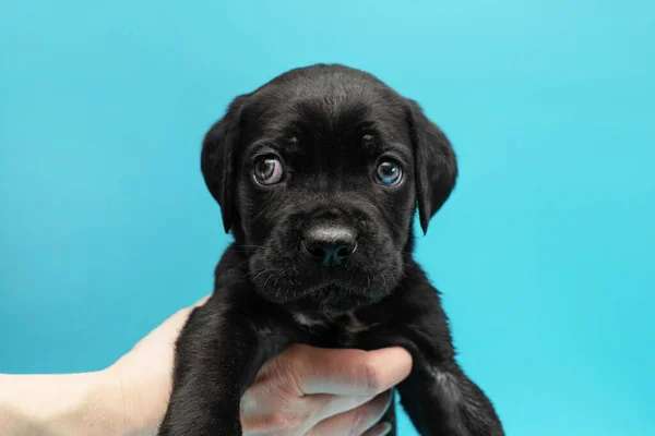 Chiot Noir Sur Fond Bleu Petite Cane Corso Exposition Canine — Photo