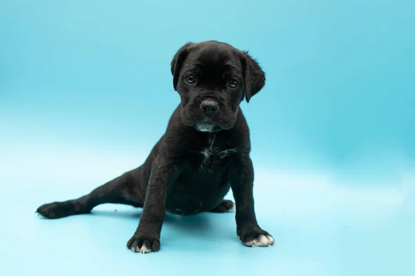 Μαύρο Κουτάβι Μπλε Φόντο Μικρός Κέην Κόρσο Σόου Σκύλων Σκυλί — Φωτογραφία Αρχείου