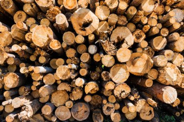 Ağaç kesimi dokusu. Kesilmiş odun yığınları, dekoratif bir kalıp oluşturmak için ormanda yığılır..
