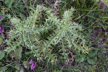 Güzel mor devedikeni çiçeği. Burdock çiçeği dikenli dikenleri yakın. Çiçekli şifalı bitkiler devedikeni ya da süt devedikeni. Süt devedikeni bitkisi. Yumuşak seçmeli, derin odaklı değil