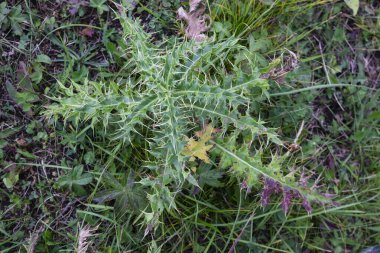 Güzel mor devedikeni çiçeği. Burdock çiçeği dikenli dikenleri yakın. Çiçekli şifalı bitkiler devedikeni ya da süt devedikeni. Süt devedikeni bitkisi. Yumuşak seçmeli, derin odaklı değil