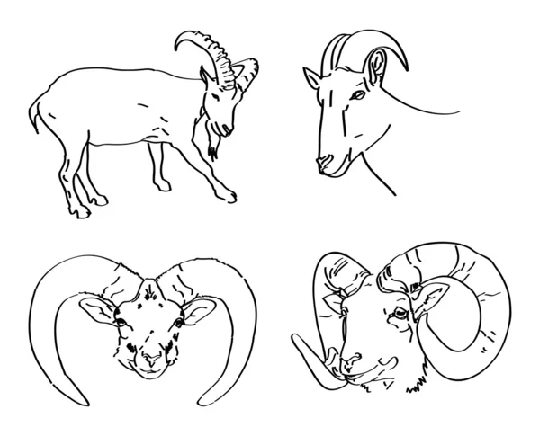 Conjunto de cabeza de carnero pintado — Archivo Imágenes Vectoriales