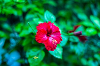 Bahçedeki kırmızı çiçek (Arhul)