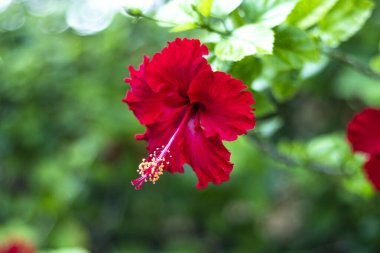 Bahçedeki kırmızı çiçek (Arhul)