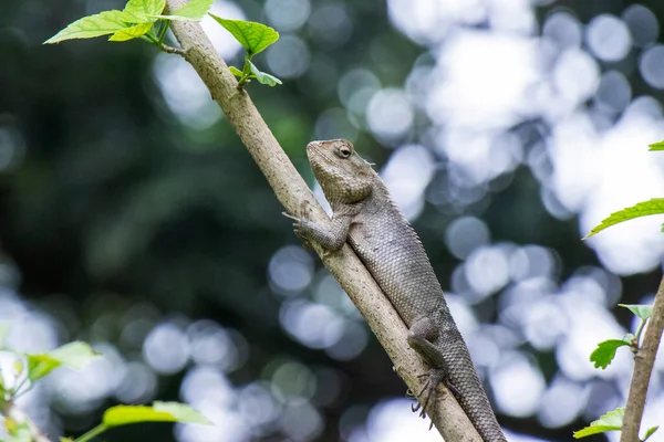 Brown lizard,tree lizard, details of lizard skin stick on the tree with bokeh background