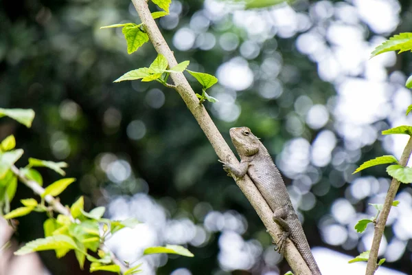 Brown lizard,tree lizard, details of lizard skin stick on the tree with bokeh background