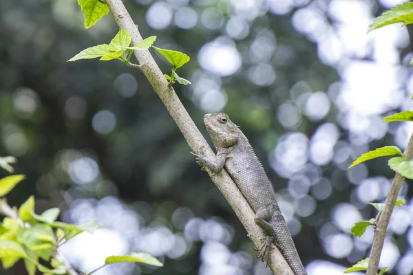 Brown lizard,tree lizard, details of lizard skin stick on the tree with bokeh background