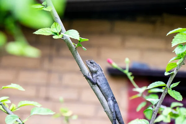 Brown lizard,tree lizard, details of lizard skin stick on the tree with bokeh background