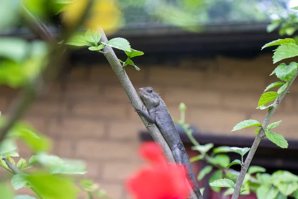 Brown lizard,tree lizard, details of lizard skin stick on the tree with bokeh background