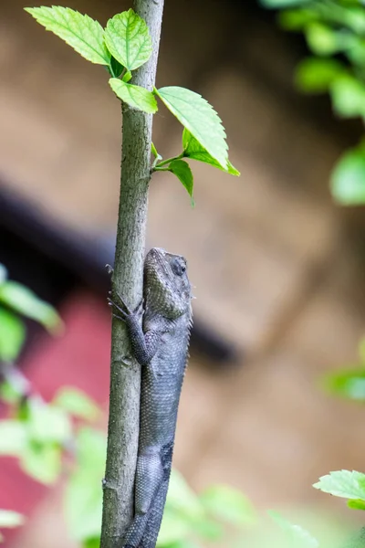 Brown lizard,tree lizard, details of lizard skin stick on the tree with bokeh background