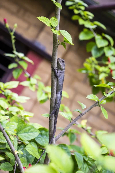 Brown lizard,tree lizard, details of lizard skin stick on the tree with bokeh background