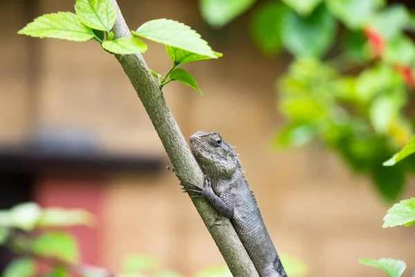 Brown lizard,tree lizard, details of lizard skin stick on the tree with bokeh background