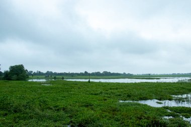 Yansıması ve ağaç dallarıyla göldeki güzel, huzurlu yaz manzarası.