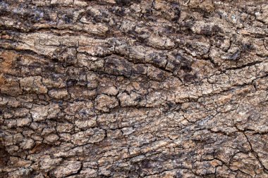 Oyma için ahşap gövde dokusu arkaplanı