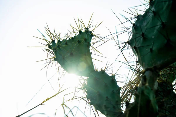 Tüskés Körte Kaktusz Zöld Gyümölcs Napkelte Háttér — Stock Fotó