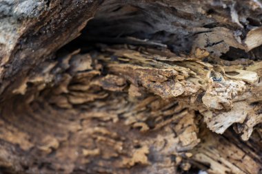 Oyma için ahşap gövde dokusu arkaplanı