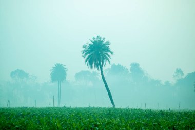 Kış mevsiminin sisli sabahında bir mısır çiftliği manzarası