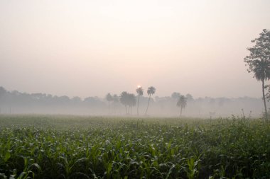 Kış mevsiminin sisli sabahında bir mısır çiftliği manzarası