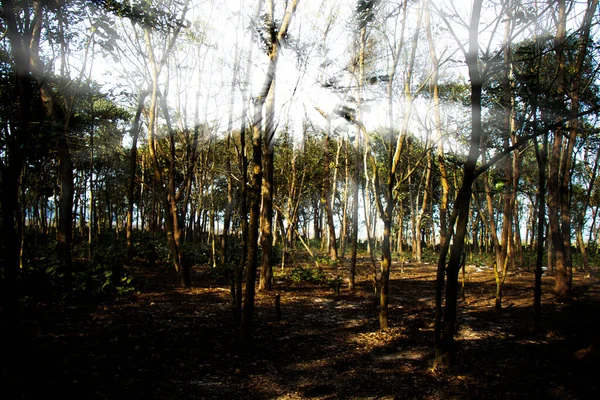 Sonnenlicht Kommt Durch Den Wald — Stockfoto