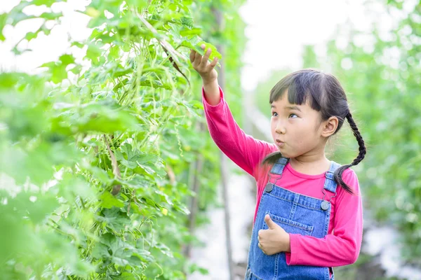 Gardener Kid Surpresa Enquanto Verificar Produto Sua Fazenda — Fotografia de Stock