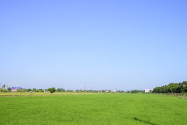Gündüz ışığında yeşil pirinç tarlası ve açık gökyüzü arkaplanı
